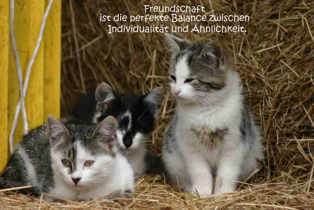 Freundschaft